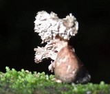 Xylaria cubensis image