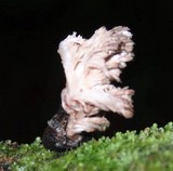 Xylaria cubensis image