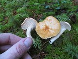 Hydnum oregonense image
