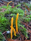 Clavulinopsis laeticolor image
