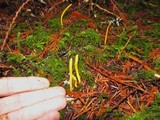 Clavulinopsis laeticolor image