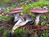 Gomphidius subroseus image
