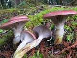 Gomphidius subroseus image