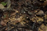 Gymnopus quercophilus image
