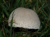 Leucoagaricus barssii image