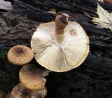 Leucopholiota decorosa image