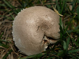 Leucoagaricus barssii image