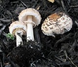 Chlorophyllum rachodes image