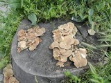Lentinus strigosus image