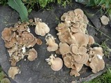 Panus neostrigosus image