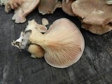 Panus neostrigosus image