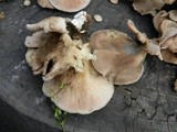 Lentinus strigosus image