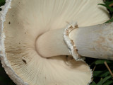 Leucoagaricus barssii image