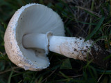 Leucoagaricus barssii image