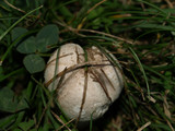 Leucoagaricus barssii image