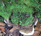 Fomitopsis ochracea image