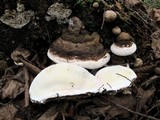 Fomitopsis ochracea image