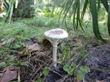 Amanita murrilliana image