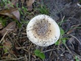 Amanita murrilliana image