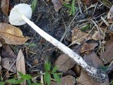 Amanita murrilliana image