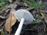 Amanita murrilliana image