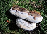 Fomitopsis mounceae image
