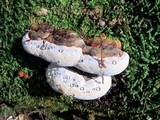 Fomitopsis mounceae image