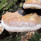 Fomitopsis mounceae image