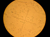 Leucoagaricus barssii image