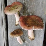 Russula queletii image