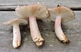 Russula queletii image