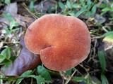 Phylloporus leucomycelinus image