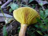 Phylloporus leucomycelinus image