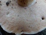 Tylopilus tabacinus image
