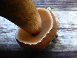 Tylopilus tabacinus image