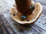 Tylopilus tabacinus image