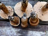 Tylopilus tabacinus image