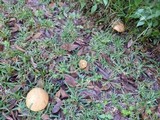 Tylopilus tabacinus image