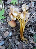 Mycena renati image