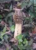 Phallus hadriani image