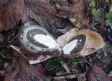Phallus hadriani image