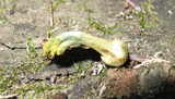 Gymnopilus luteus image