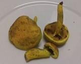 Pulveroboletus ravenelii image