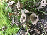 Craterellus fallax image