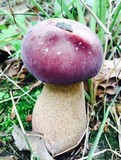 Tylopilus rubrobrunneus image