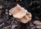 Lentinus strigosus image