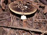 Amanita augusta image