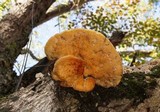 Spongipellis unicolor image