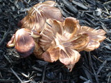 Gymnopus luxurians image