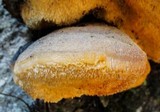 Spongipellis unicolor image